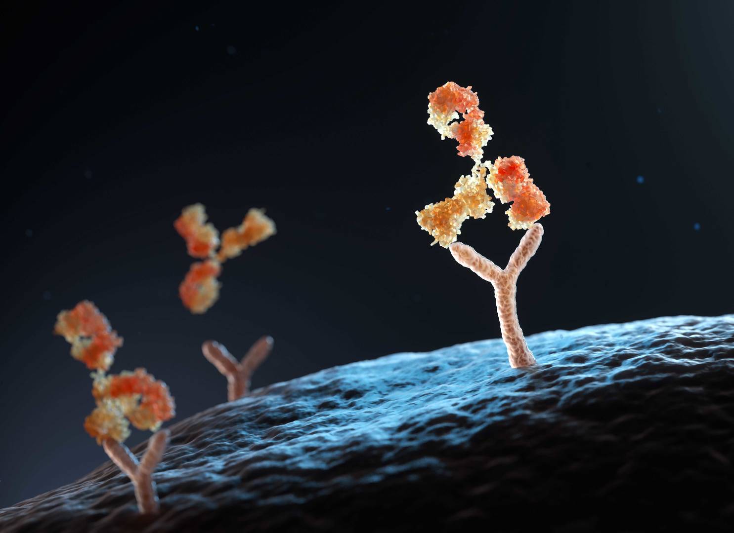 Image showcasing antibody binding to human cell receptors 