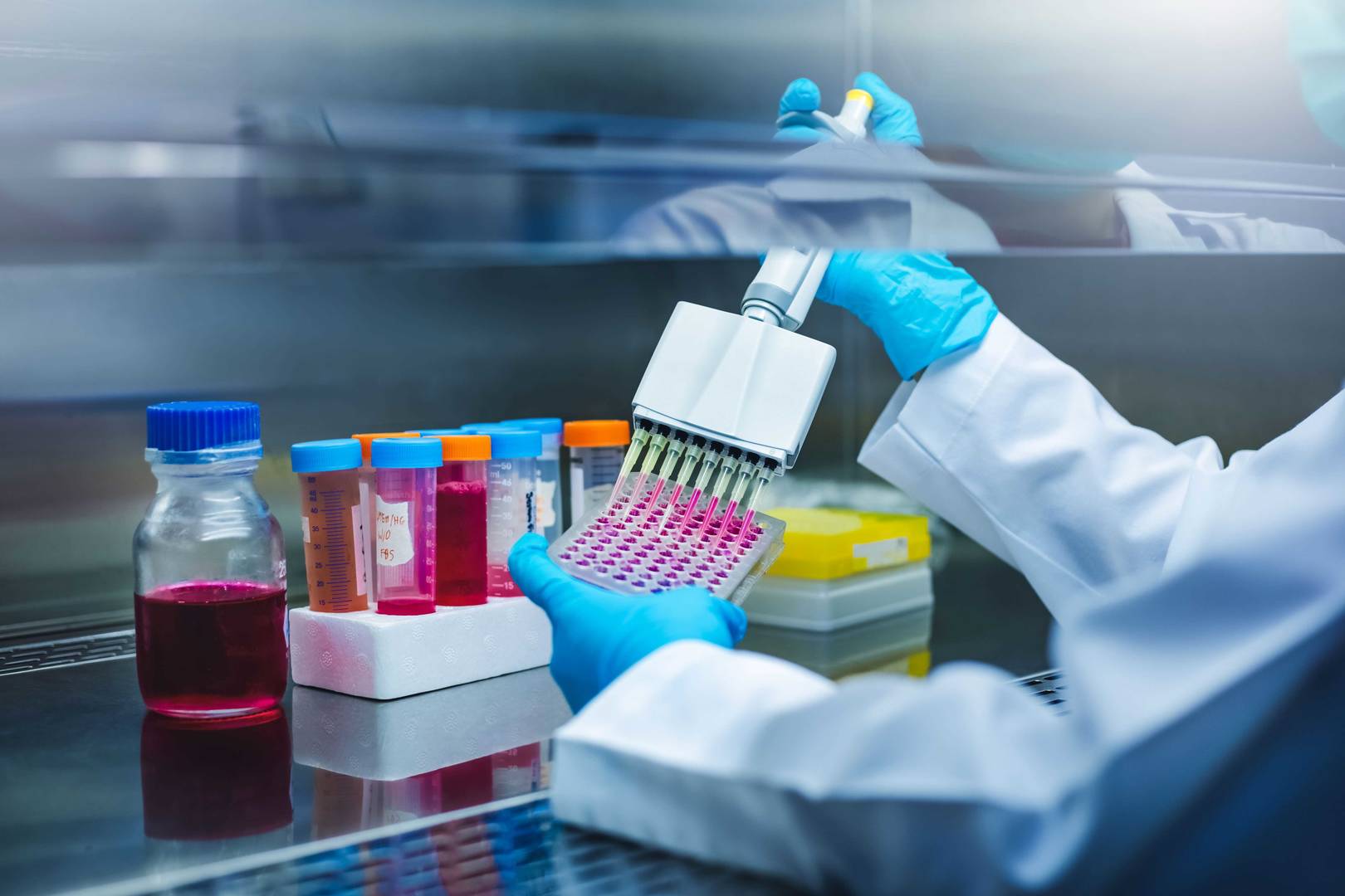 Scientists use multi pipette with sample preparation in the laboratory fume hood for bioassay of in vitro cells on microplate, 96 well in the laboratory