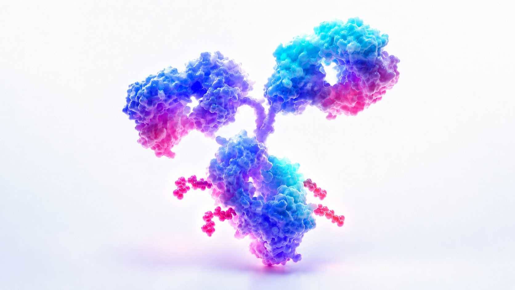 3D rendering of a single antibody drug conjugate molecule