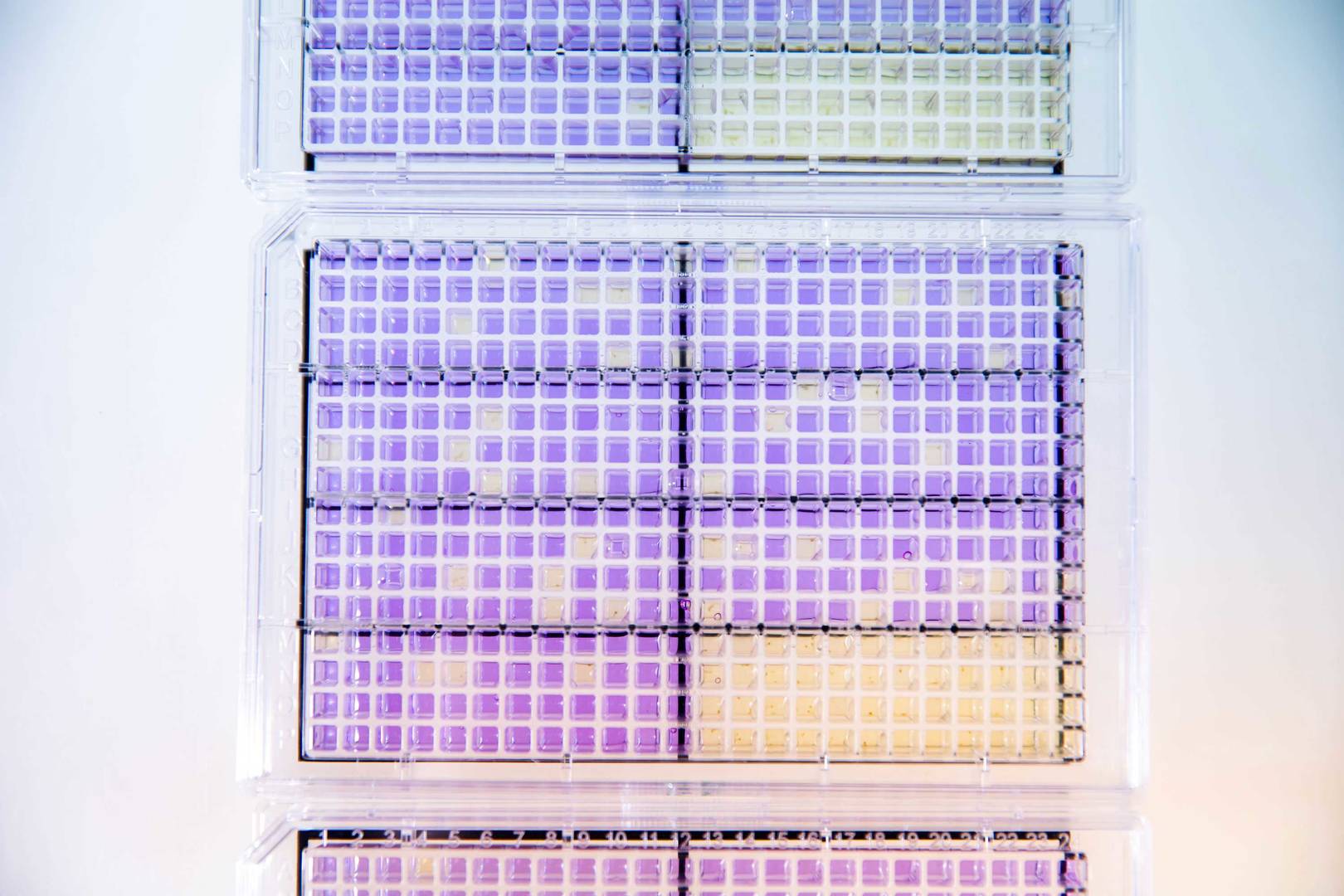 Stack of microplates with purple and yellow wells used for laboratory assays.