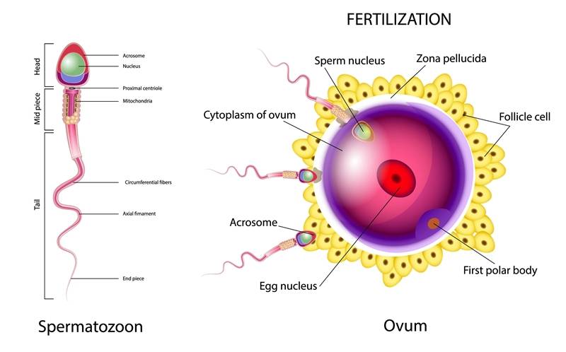Processes involved in fertilization