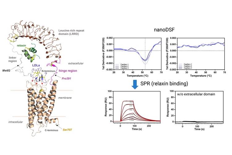 NanoDSF melting curves and SPR binding study of the GPCR LGR7