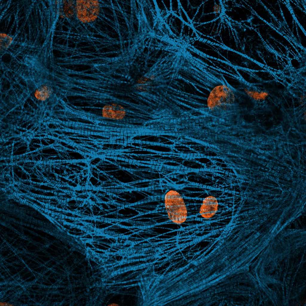 The ipsc cardiomyocyte image