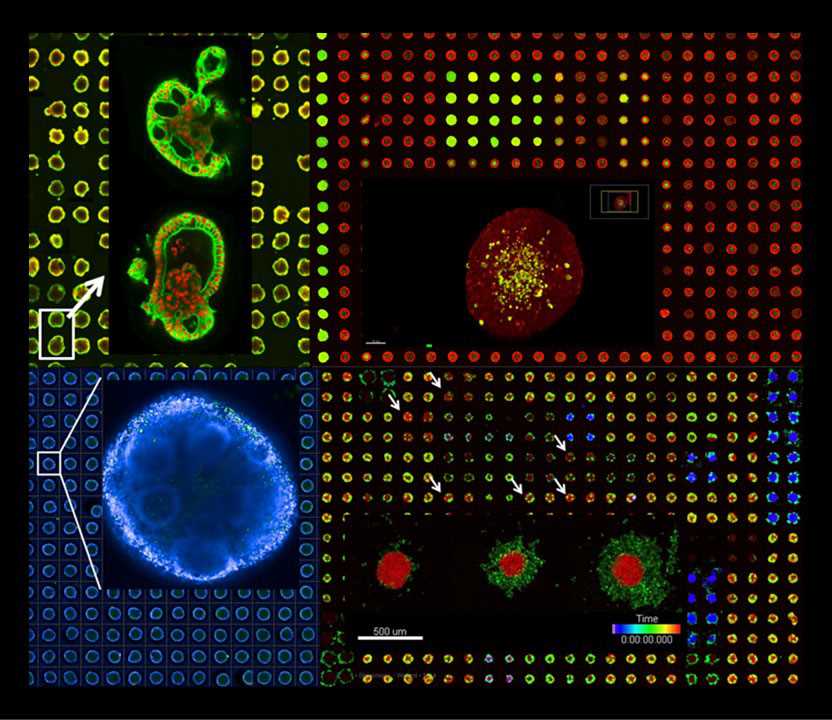 High-throughput, high-content analysis of advanced cell models. 
