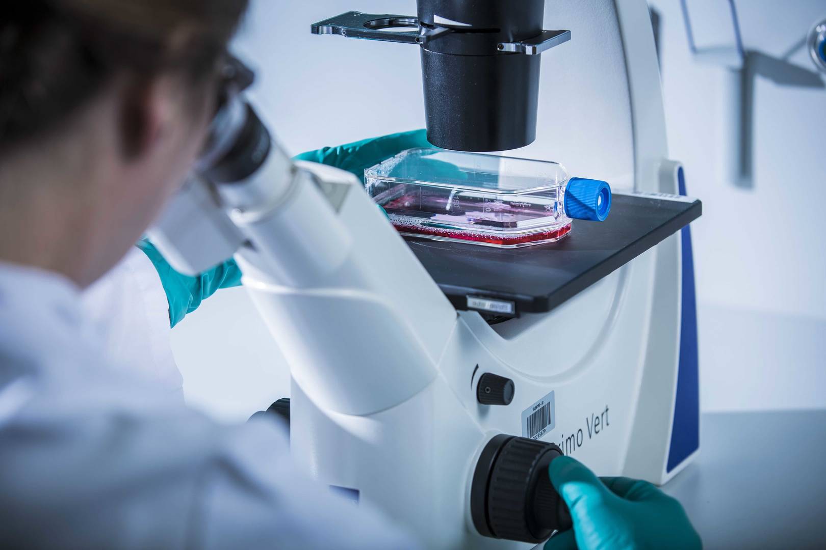A scientist examines a cell culture flask under a microscope, focusing on cellular structures and growth patterns.