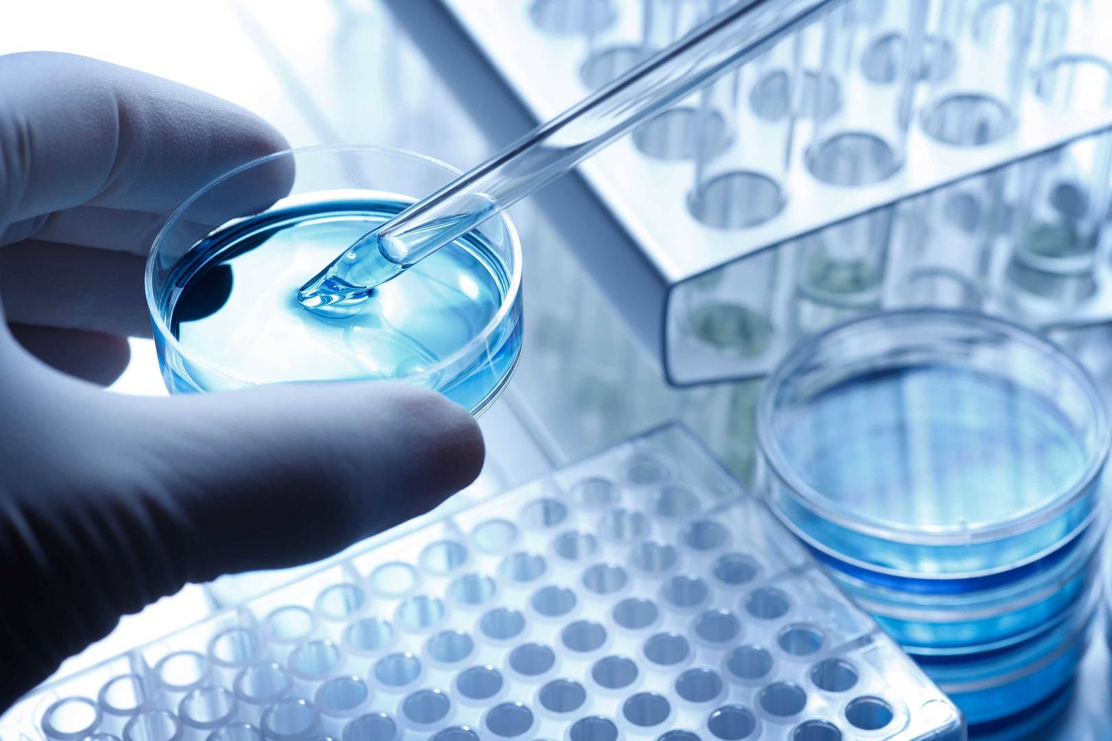 A glass pipette extracts blue liquid from a small cell culture dish, illustrating a laboratory procedure.