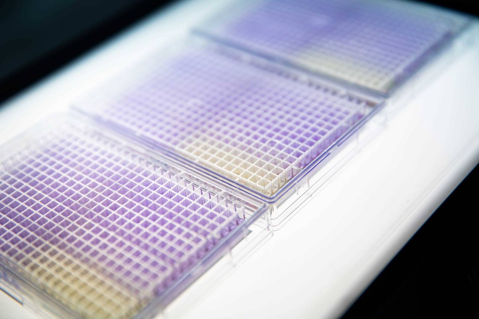 384-well plate in close-up filled with liquid showing a color gradient